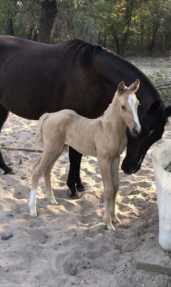 quarter-pony