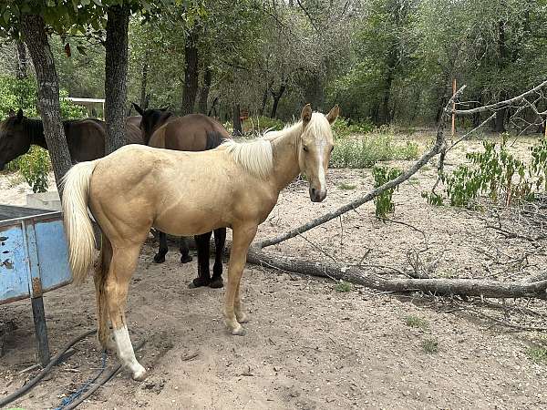 quarter-pony-for-sale