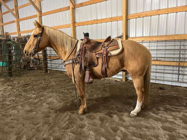 palomino-ranch-work-trail-riding-horse