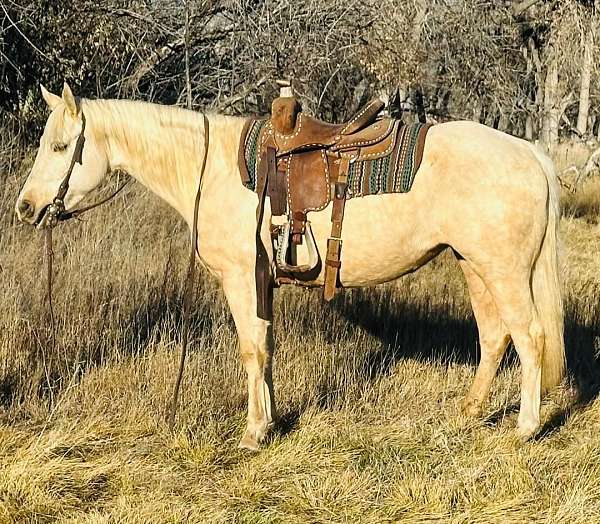 palomino-ranch-work-working-cattle-horse