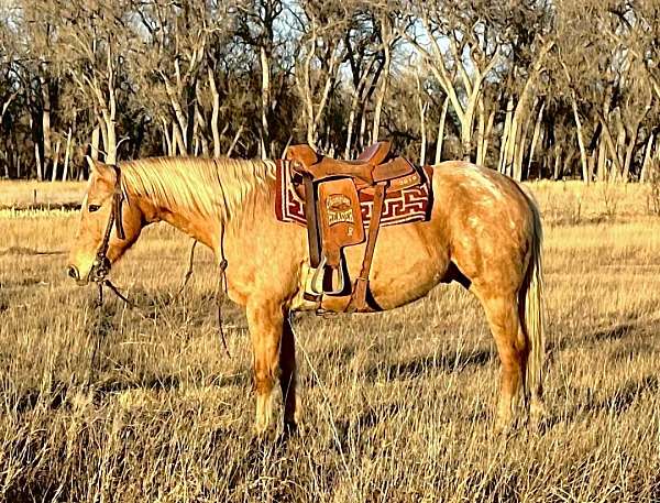 ranch-appaloosa-palomino-horse