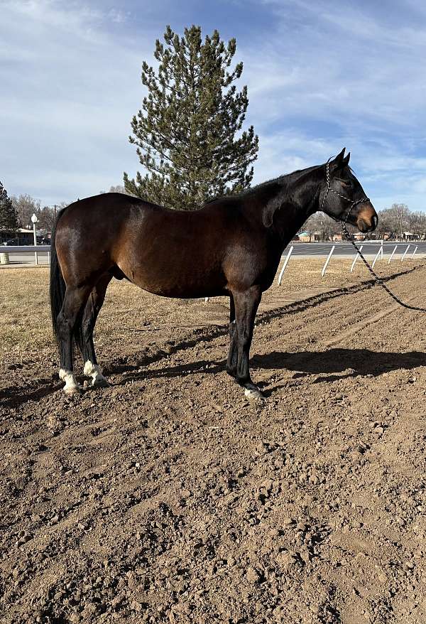 brown-quarter-horse-gelding