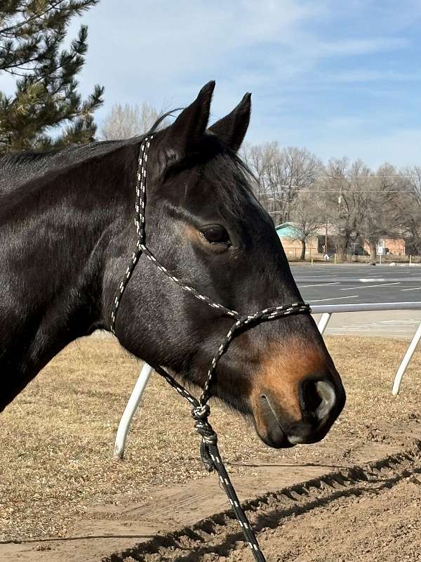 15-hand-quarter-horse-gelding