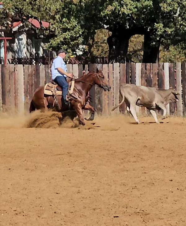 dual-reyish-for-sale-quarter-horse