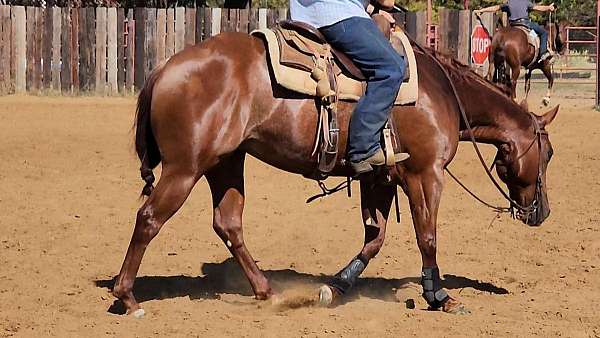 cutter-for-sale-quarter-horse