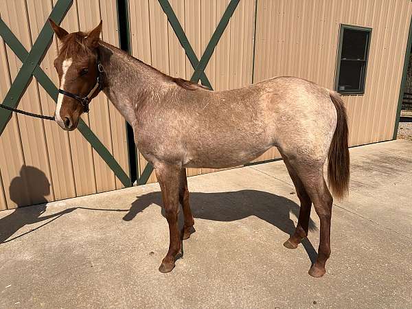 red-roan-roan-rmha-filly-yearling