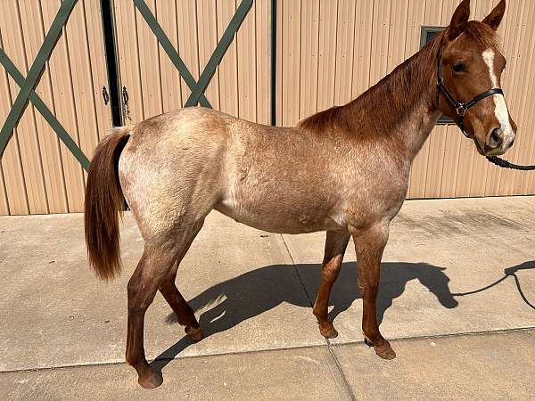 red-roan-roan-rmha-horse