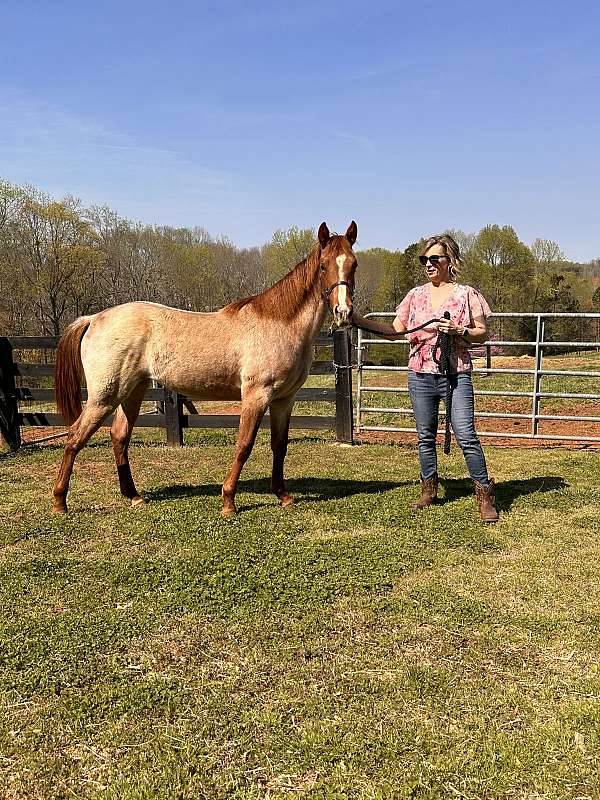 rocky-mountain-horse-for-sale