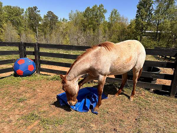 rocky-mountain-horse