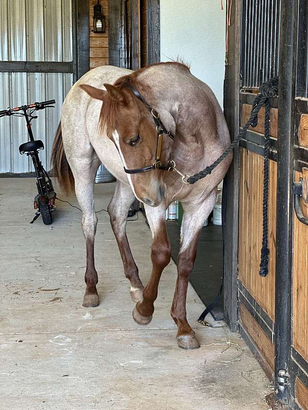 red-roan-roan-filly-yearling-for-sale