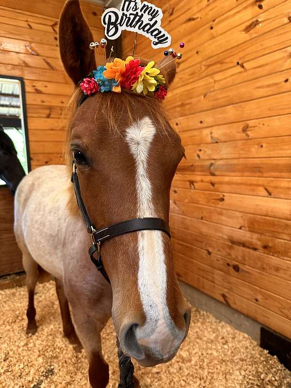 red-roan-roan-filly-yearling