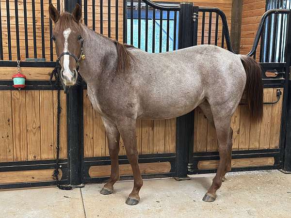 red-roan-roan-horse-for-sale