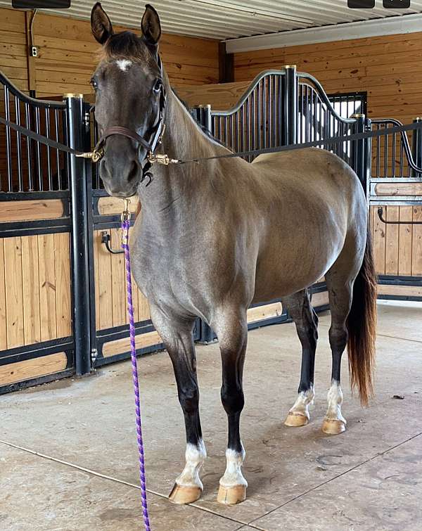 red-roan-roan-horse