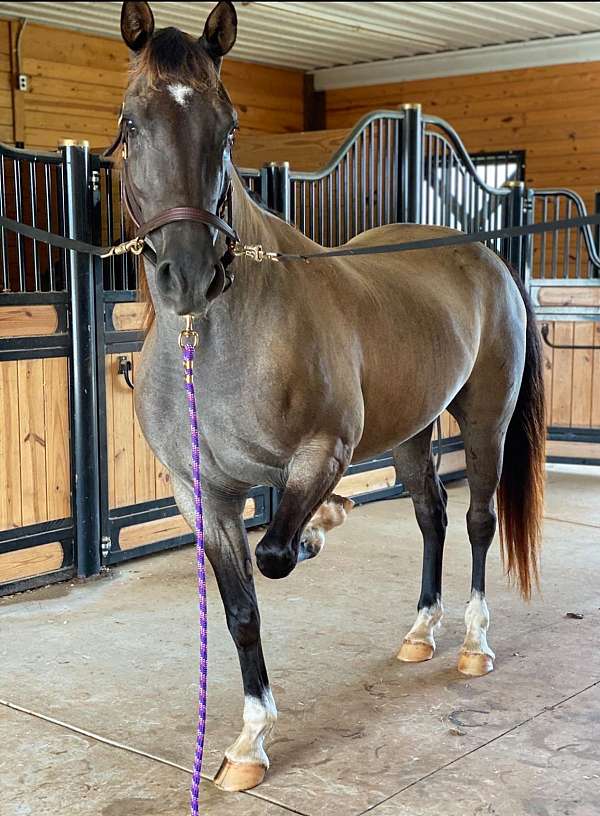 blue-roan-white-socks-horse