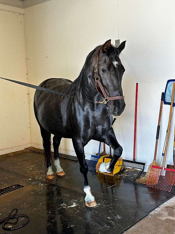 blue-roan-kentucky-mountain-broodmare