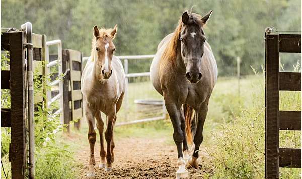 blue-roan-breeding-ridden-western-horse