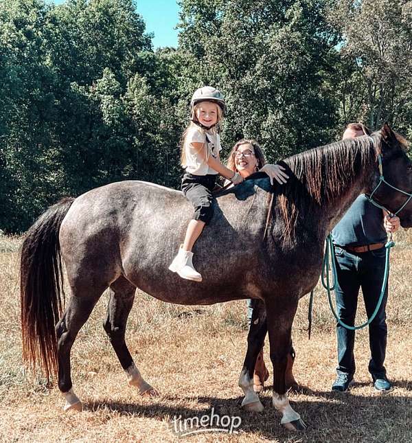 red-roan-breeding-ridden-western-horse