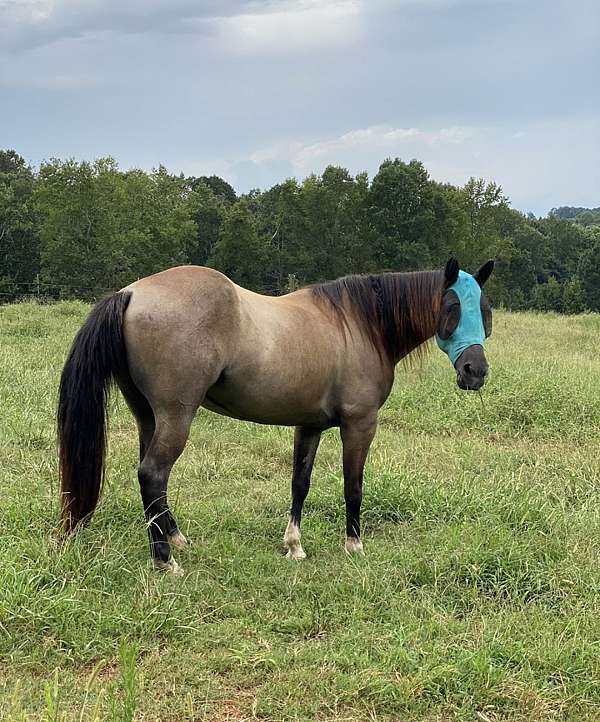 roan-kentucky-mountain-broodmare