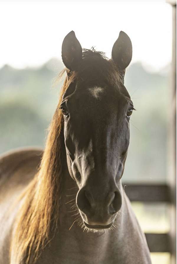 roan-breeding-ridden-western-horse