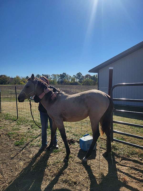 cremello-aqha-filly-yearling