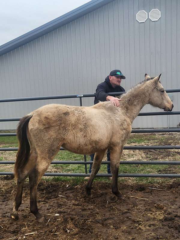 cremello-aqha-filly-yearling