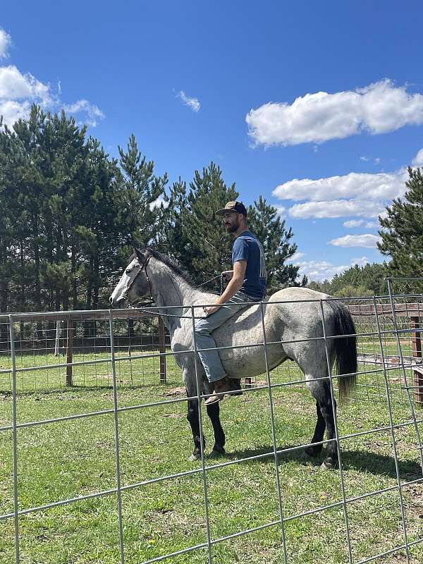 quarter-horse-gelding