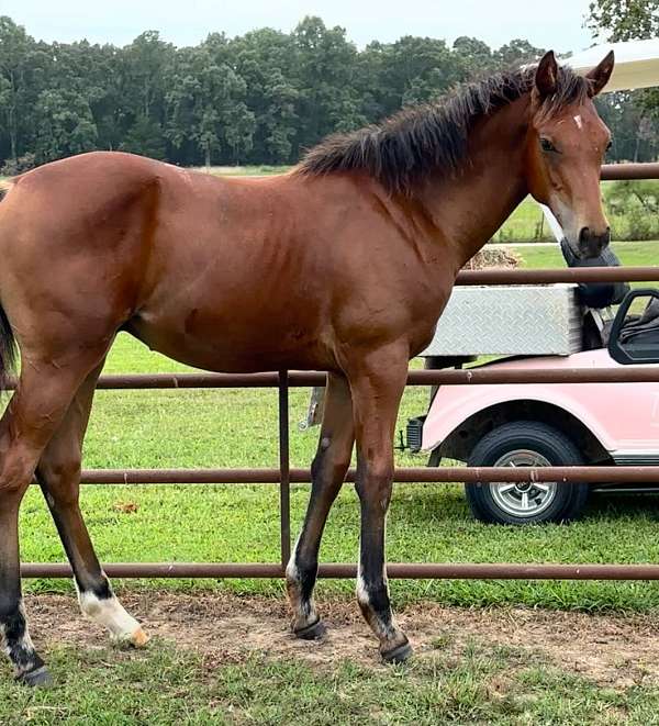 connemara-thoroughbred-connemara-pony