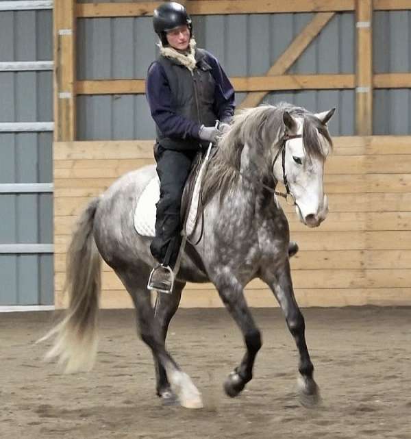 drill-team-lusitano-horse