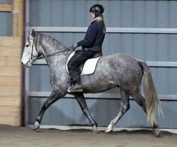 field-trial-lusitano-horse