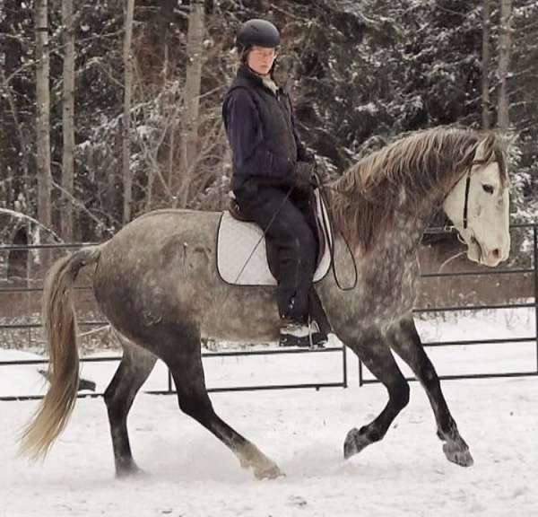 playday-lusitano-horse