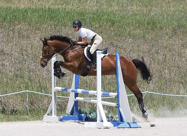 athletic-warmblood-horse