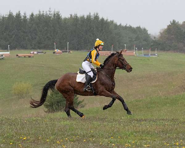 dressage-warmblood-horse