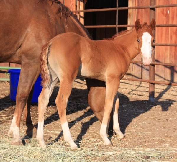 clabber-lady-oil-quarter-horse