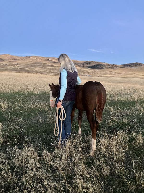 freckles-boon-quarter-horse