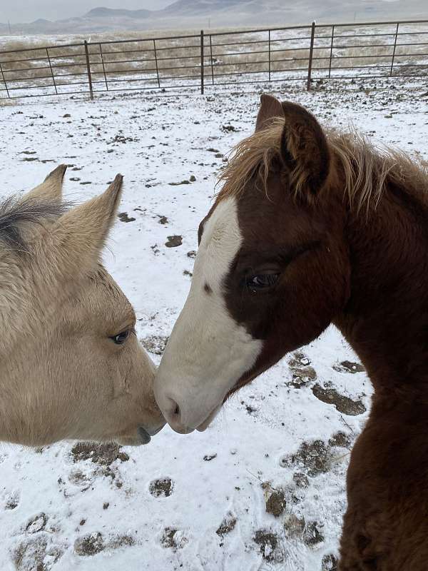 clabber-lady-oil-filly