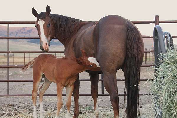 colonels-smoking-gun-quarter-horse