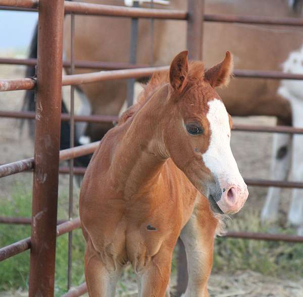 high-brow-hickory-quarter-horse