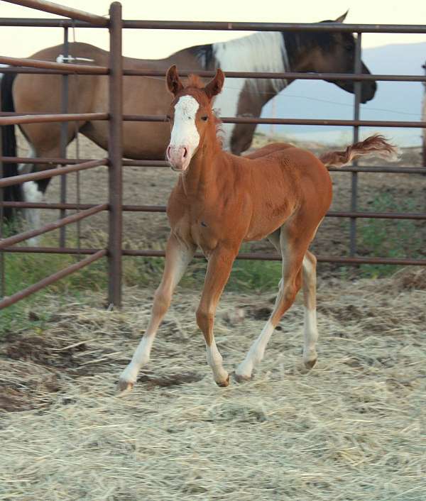 athletic-quarter-horse