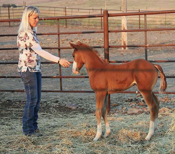 cutting-quarter-horse