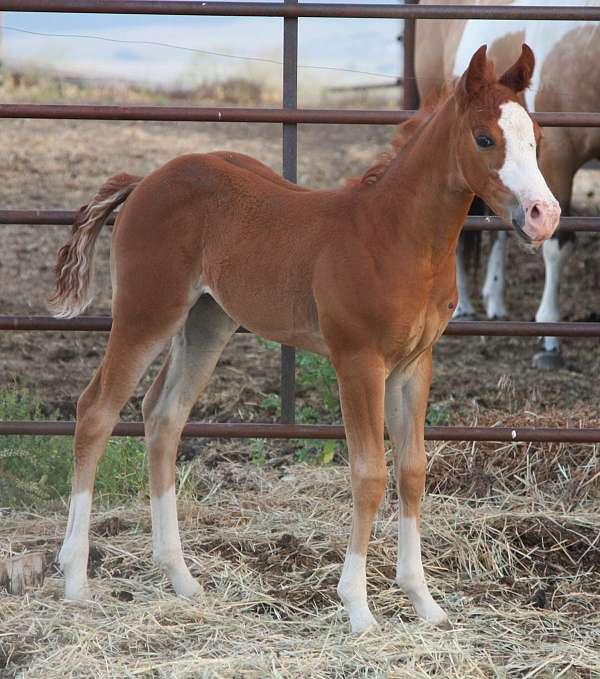 cutting-prospect-quarter-horse