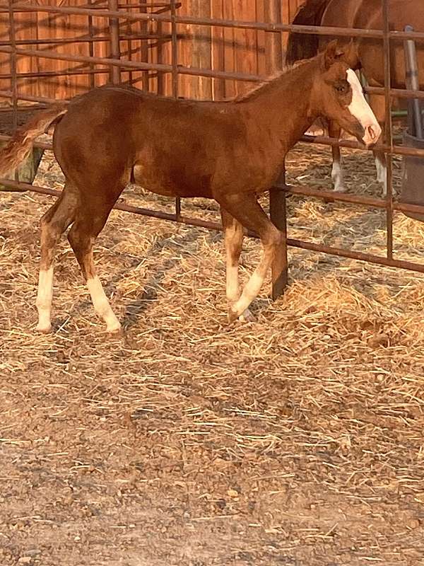 double-registered-quarter-horse