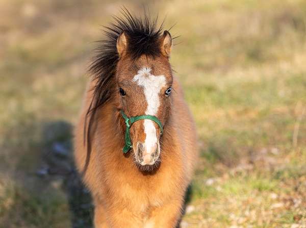 beautiful-color-pony