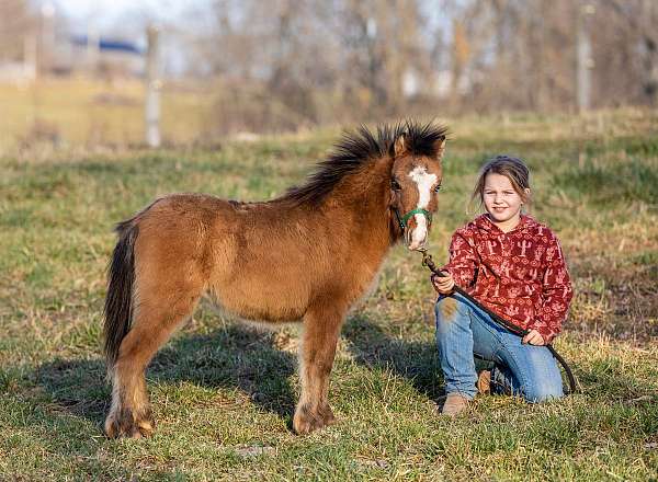 broke-to-lead-pony