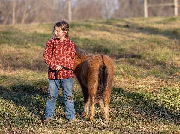 dorsal-pony