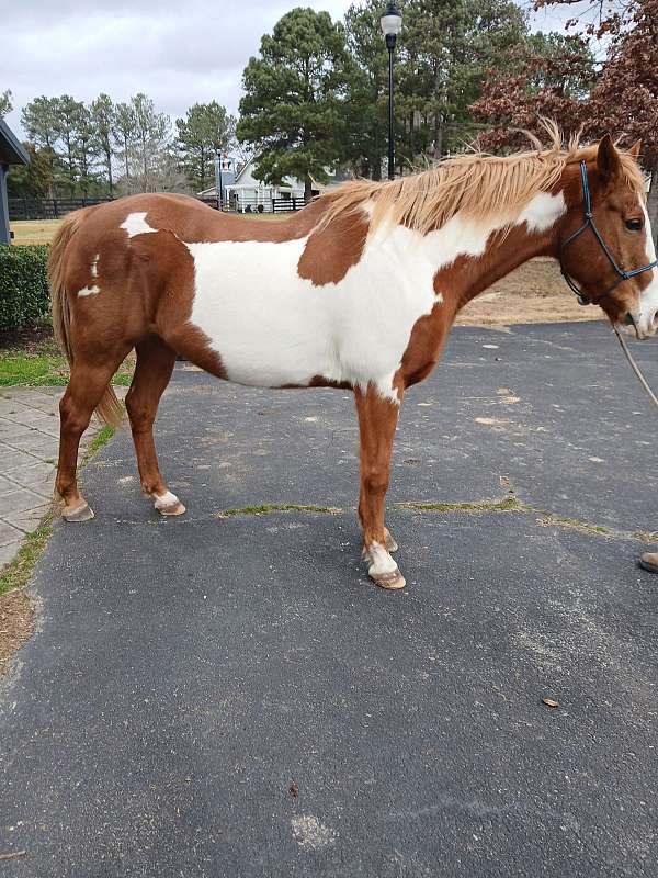 quarter-horse-gelding