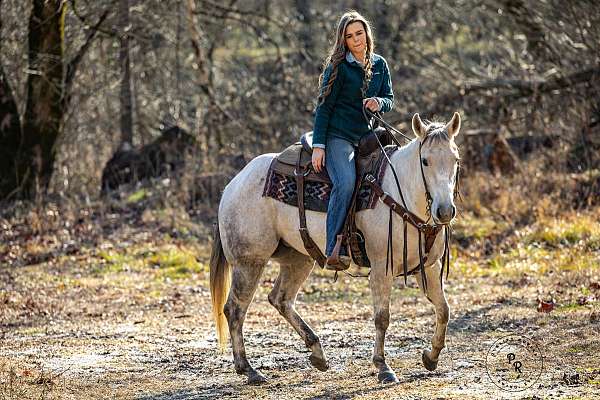 all-around-quarter-horse