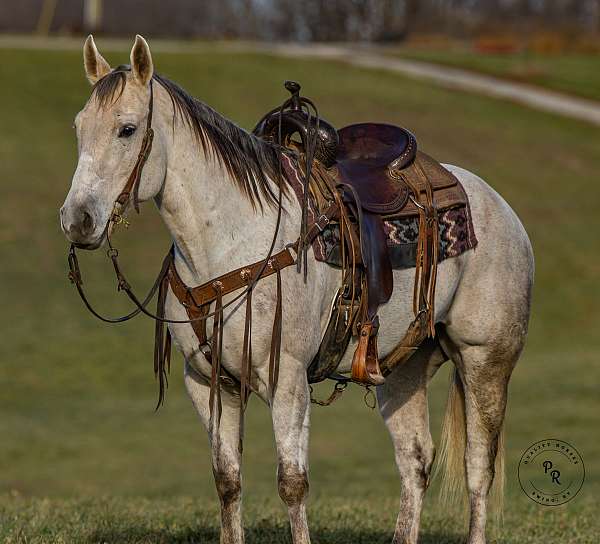 athletic-quarter-horse