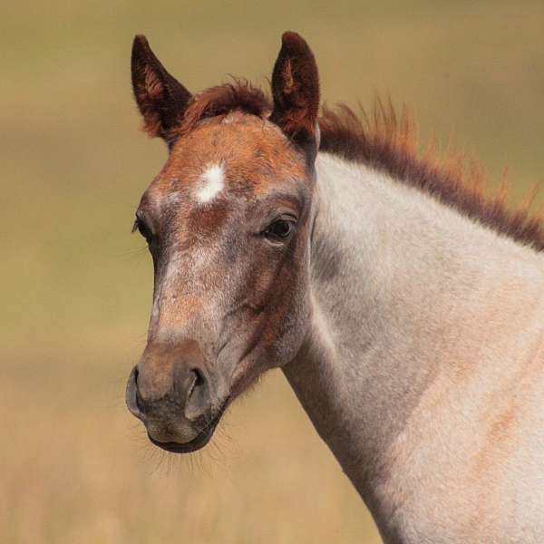 calf-roping-paint-horse