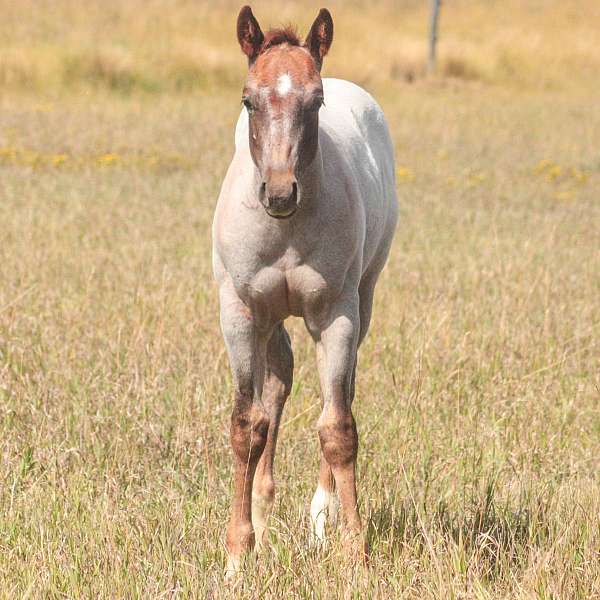 barrel-paint-horse