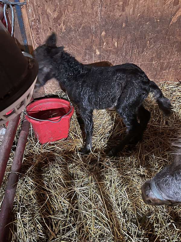 breeding-appaloosa-horse